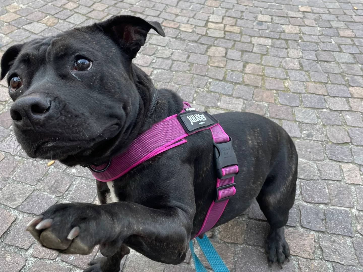 Vuoi adottare un cane a Milano?