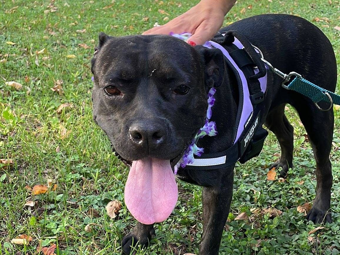 Adotta il cane ODIE a Milano