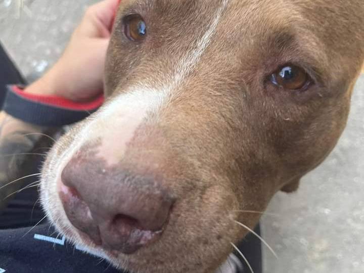 Adozione cane, femmina, Pitbull, 11 anni e 1 mese, taglia media, Napoli