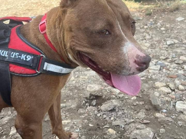 Adotta un cane, femmina, 11 anni e 1 mese, Napoli