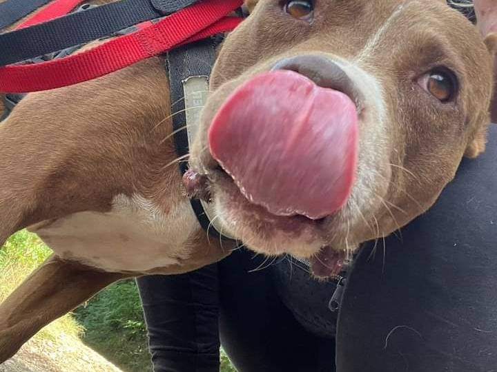 Adotta un cane, taglia media, femmina, Napoli