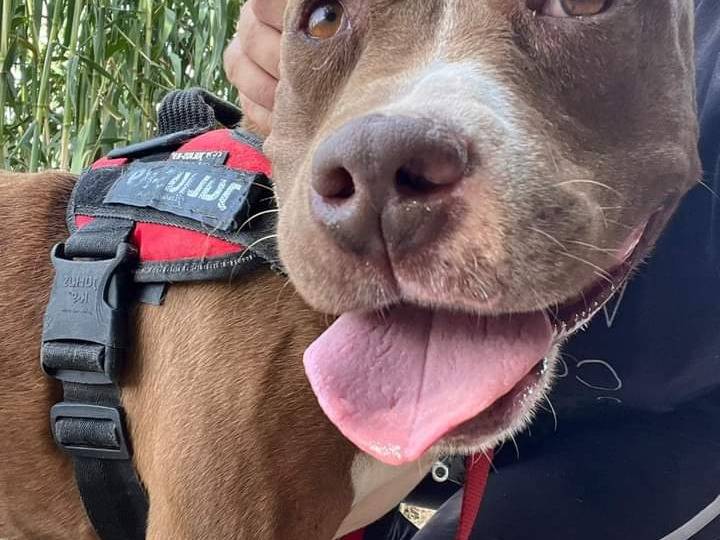 Vuoi adottare un cane a Napoli?