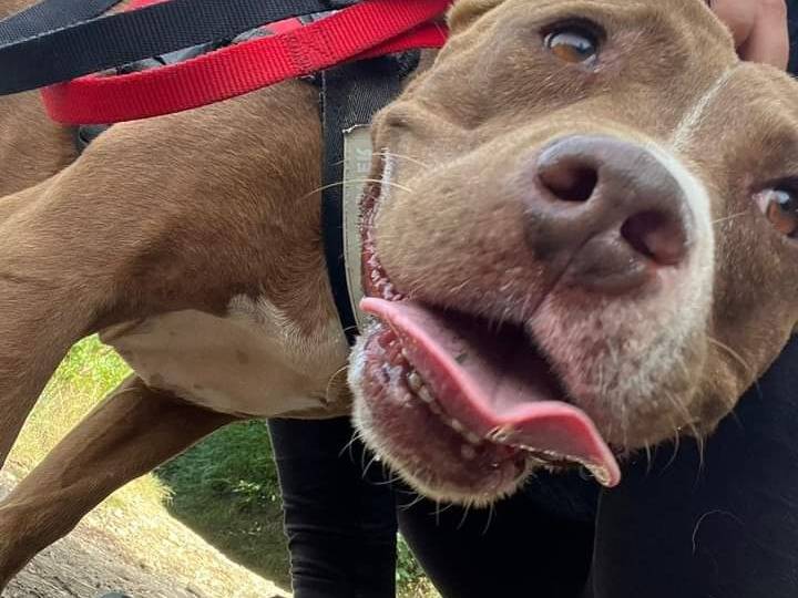Adotta il cane Morena a Napoli