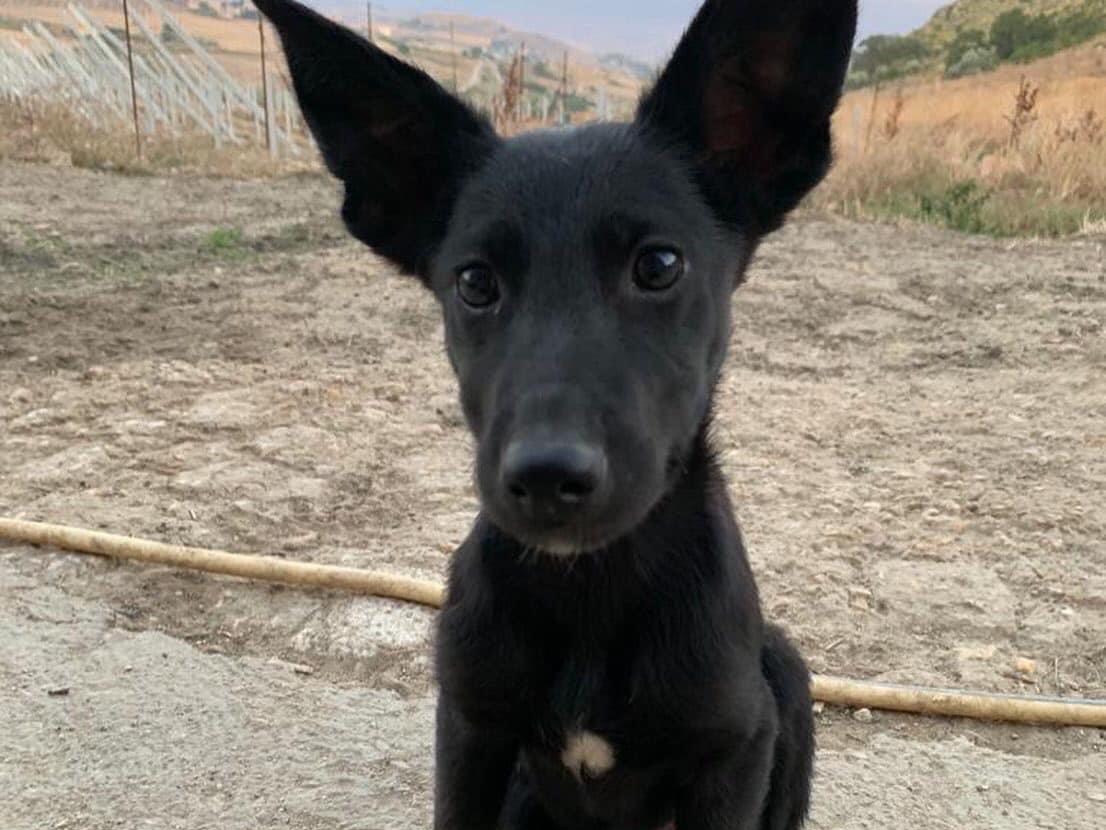 Foto dell'animale