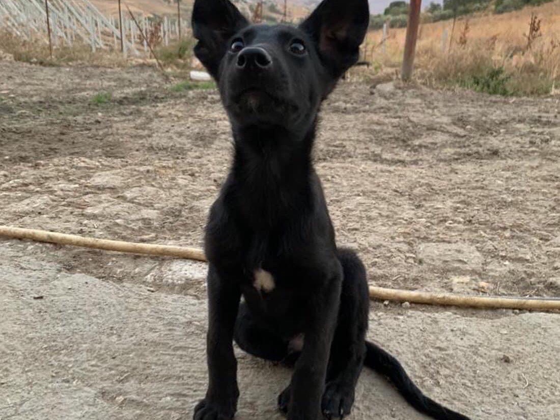 Adotta un cane, maschio, 1 anno e 10 mesi , Caltanissetta