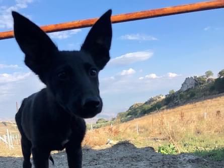 Adotta un cane, taglia media, maschio, Caltanissetta