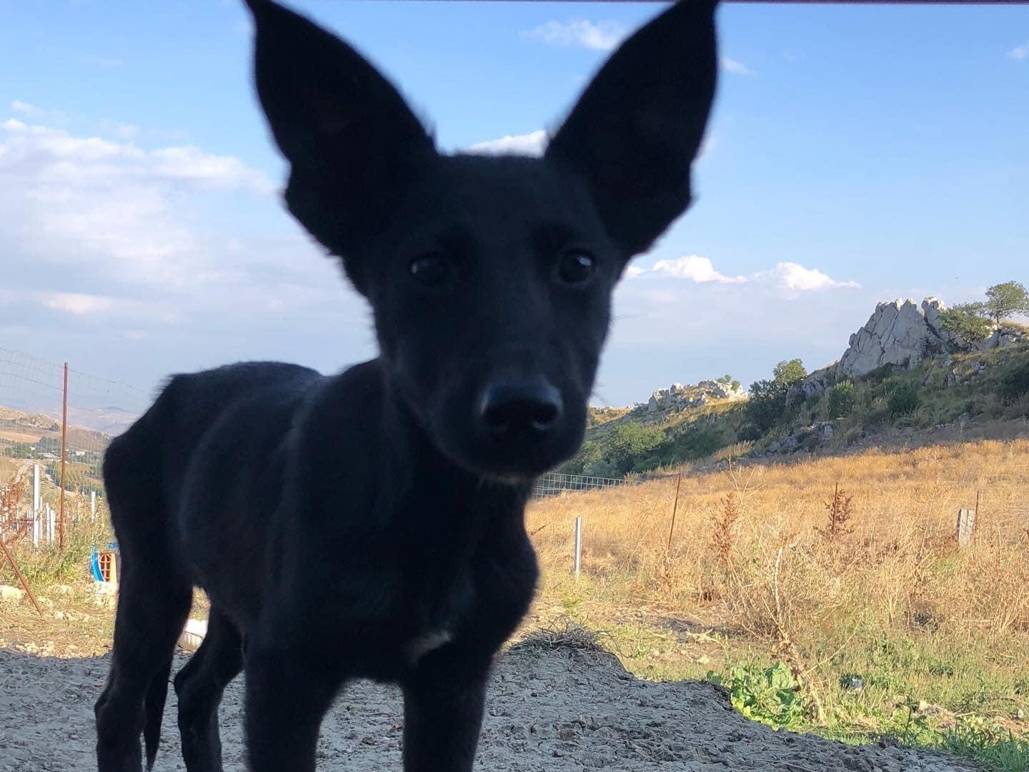 Adotta il cane Kaido a Caltanissetta