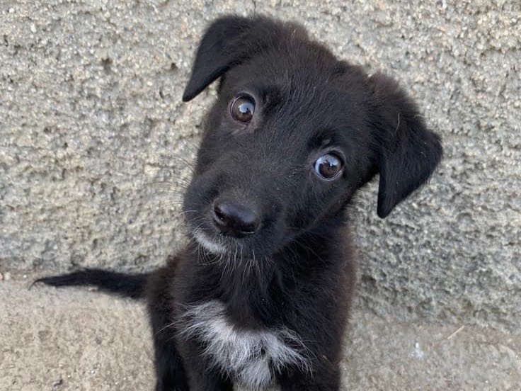 Foto dell'animale
