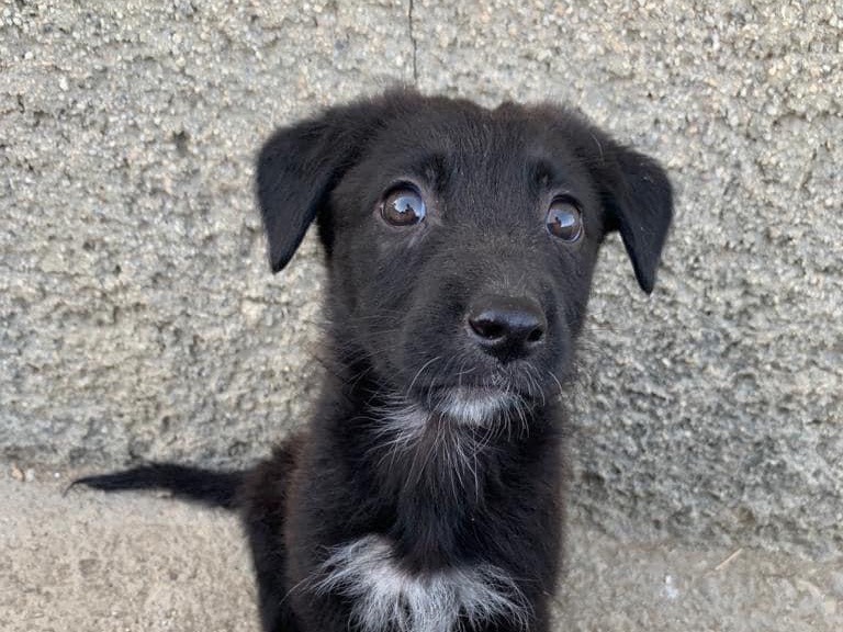 Adotta un cane, femmina, 1 anno e 10 mesi , Caltanissetta