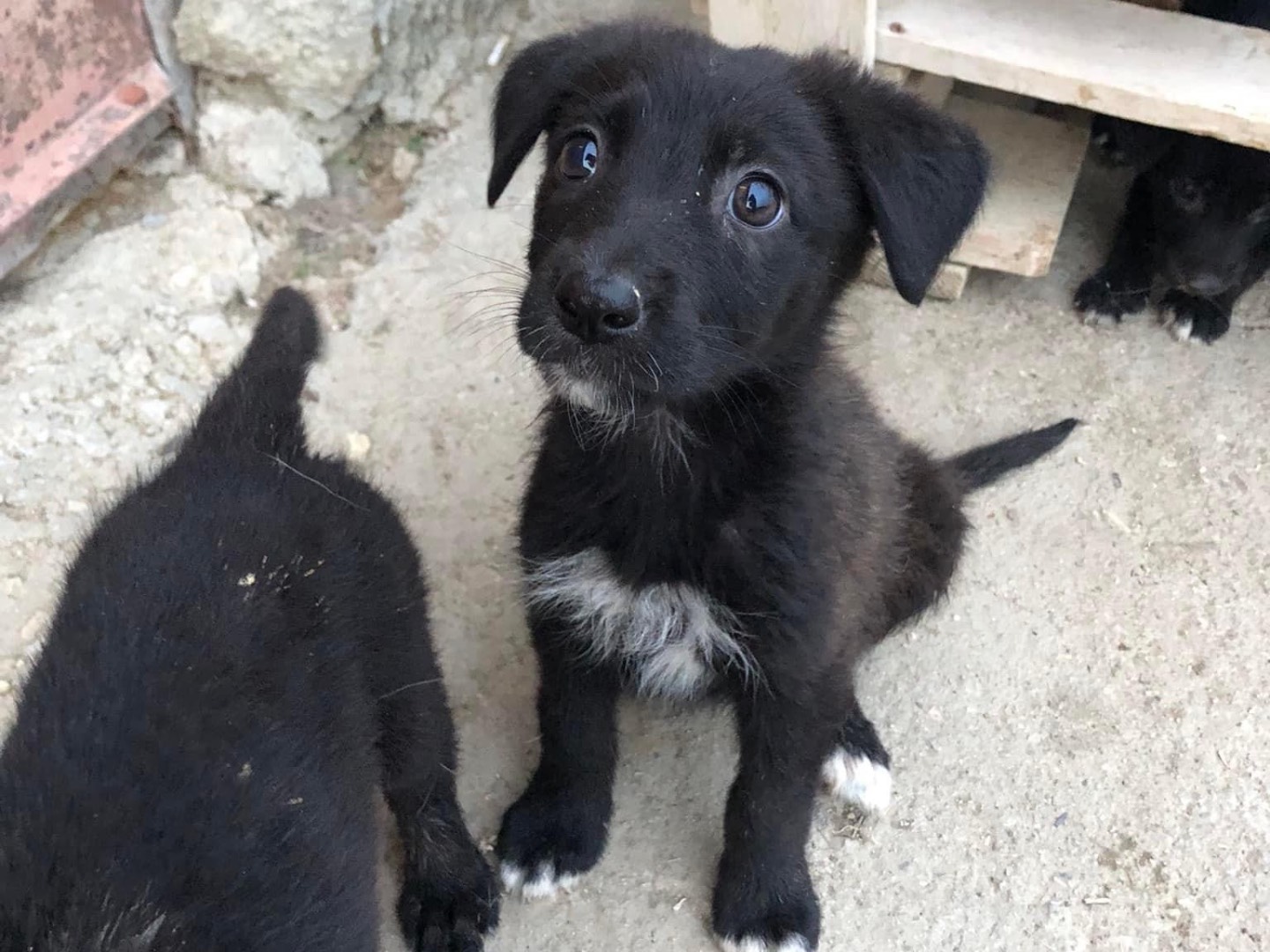 Adotta un cane, taglia media, femmina, Caltanissetta