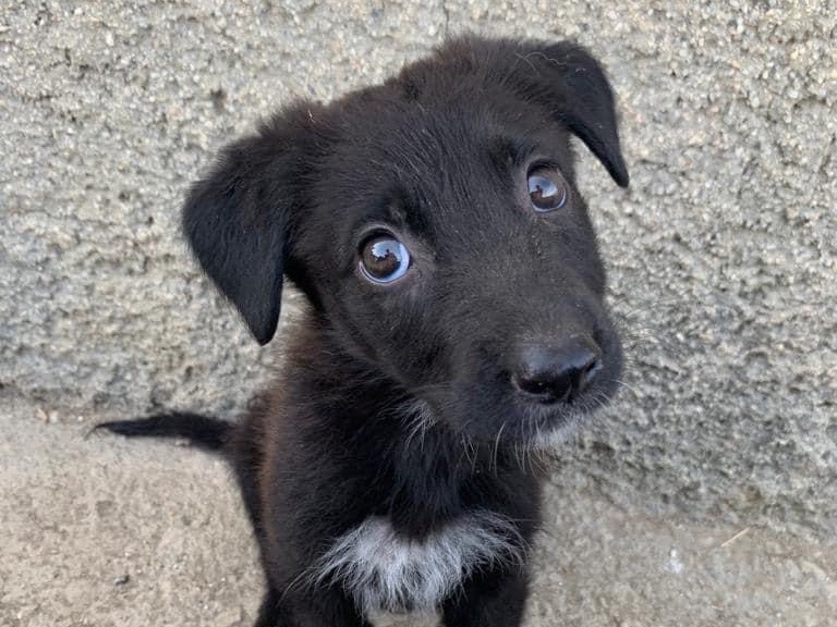 Vuoi adottare un cane a Caltanissetta?
