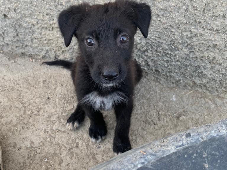 Adotta il cane Queen a Caltanissetta