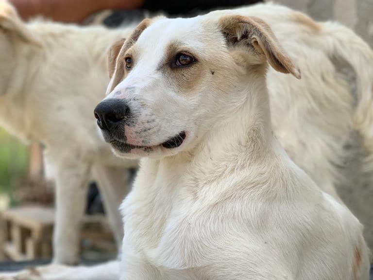 Adotta un cane, maschio, 2 anni  e 5 mesi , Caltanissetta