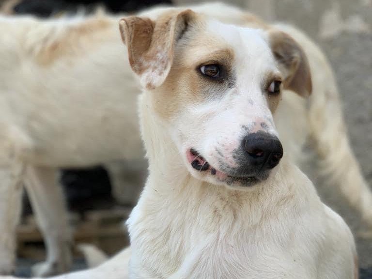 Adotta un cane, taglia media, maschio, Caltanissetta