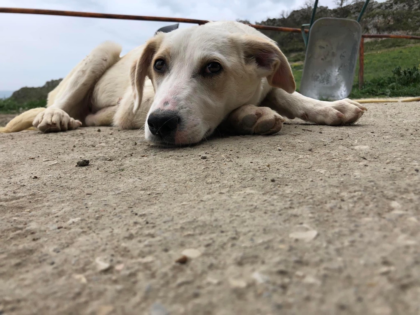 Vuoi adottare un cane a Caltanissetta?
