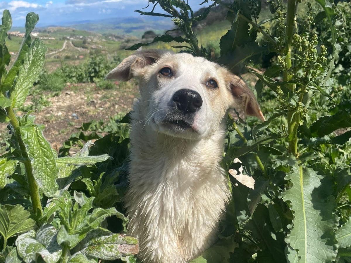 Adotta il cane Ron a Caltanissetta