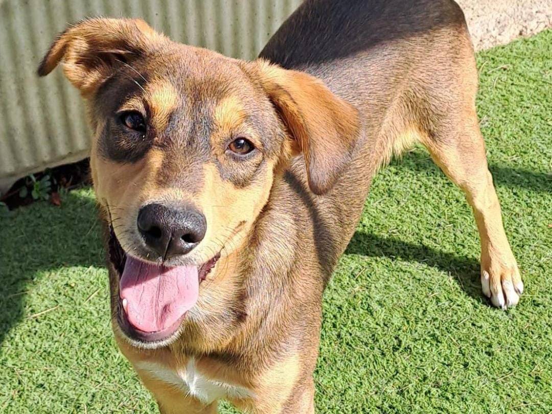 Adozione cane, femmina, meticcio, 2 anni e 7 mesi, taglia media, Crotone