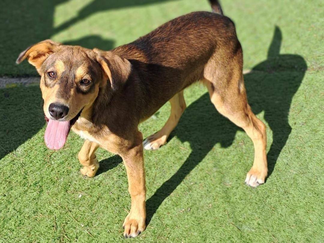 Adotta un cane, femmina, 2 anni e 7 mesi, Crotone