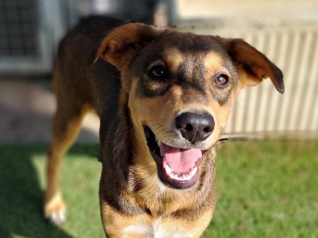 Adotta un cane, taglia media, femmina, Crotone