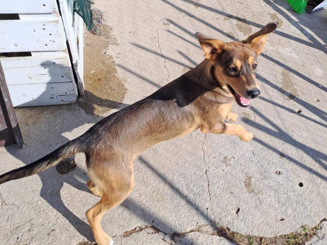 Vuoi adottare un cane a Crotone?