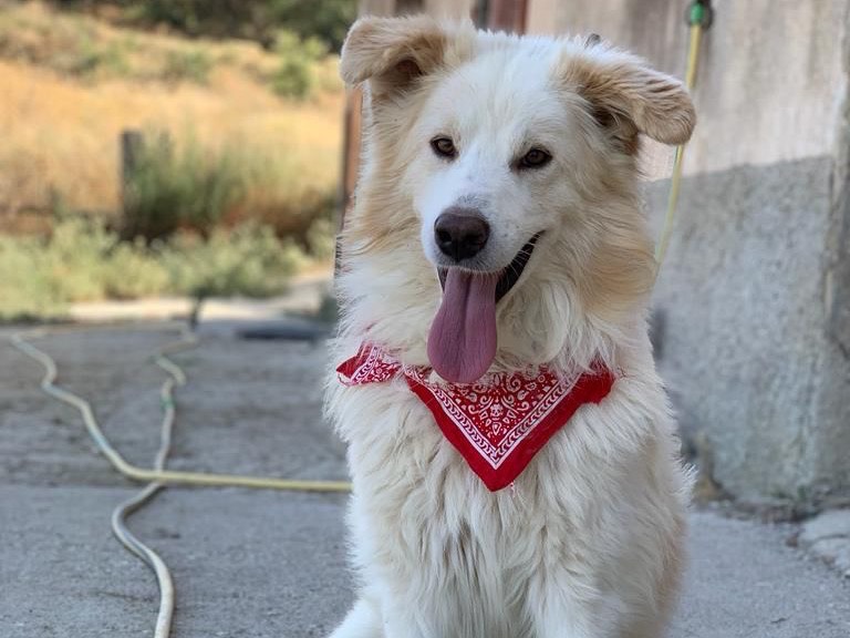 Adotta un cane, taglia media, maschio, Caltanissetta