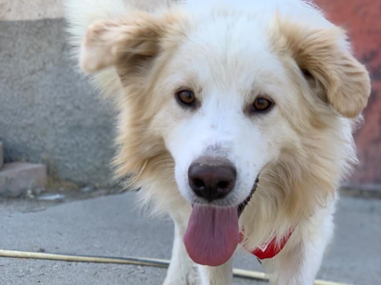 Vuoi adottare un cane a Caltanissetta?