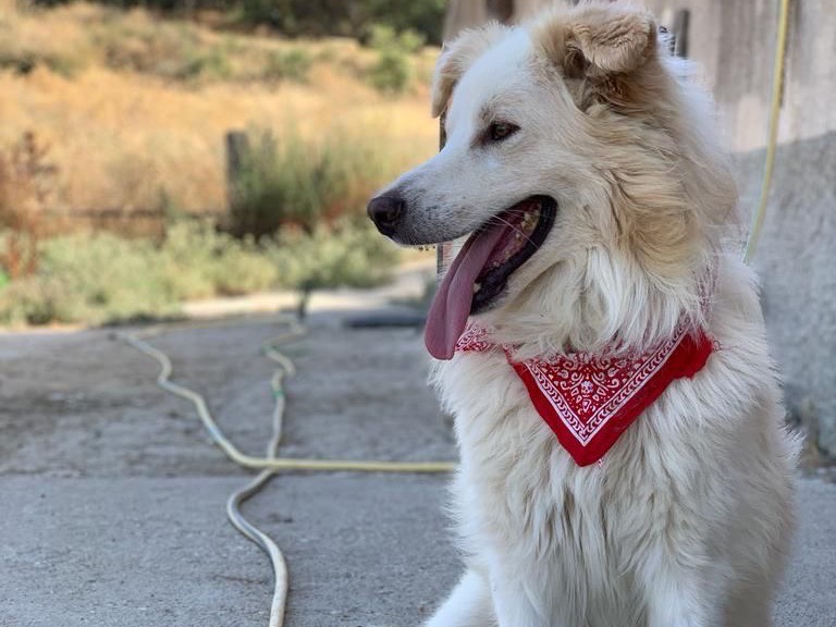 Adotta il cane Hardin a Caltanissetta
