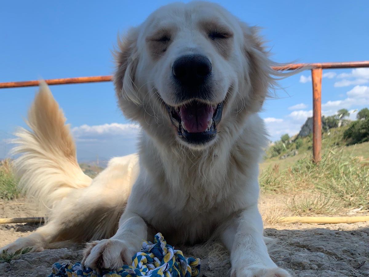 Adotta un cane, femmina, 3 anni  e 10 mesi , Caltanissetta