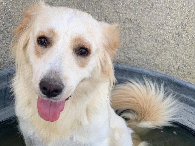 Adotta un cane, taglia grande, femmina, Caltanissetta