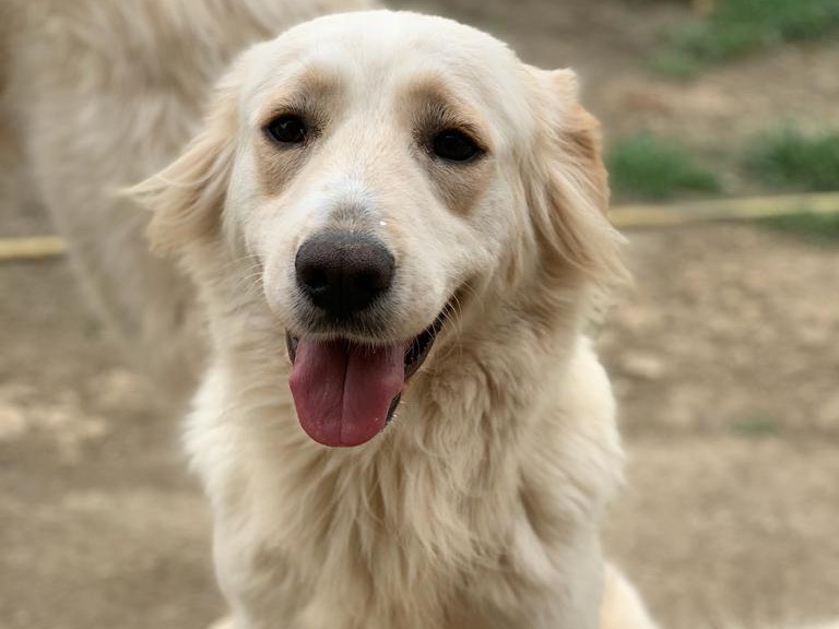 Vuoi adottare un cane a Caltanissetta?