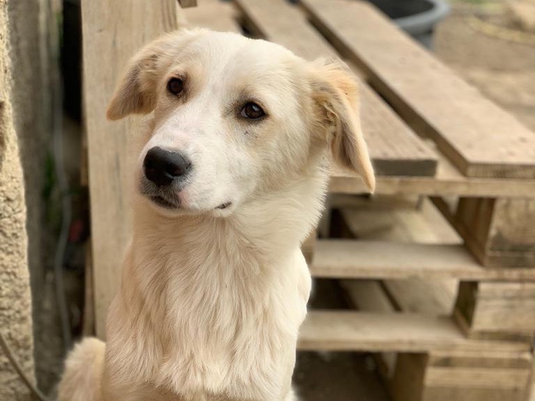 Adozione cane, femmina, meticcio, 2 anni  e 3 mesi , taglia media, Caltanissetta