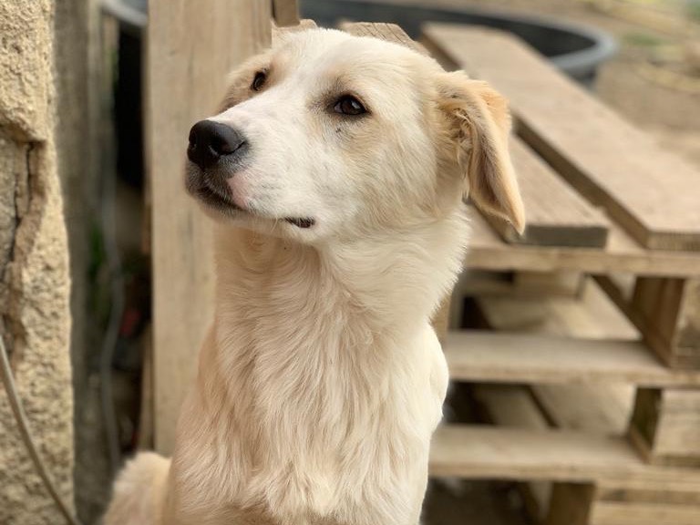 Adotta un cane, femmina, 2 anni  e 3 mesi , Caltanissetta