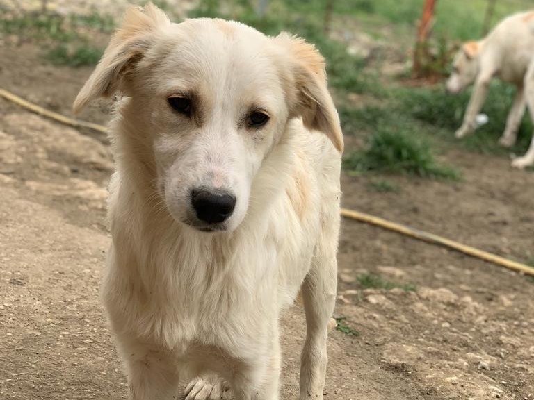 Adotta un cane, taglia media, femmina, Caltanissetta