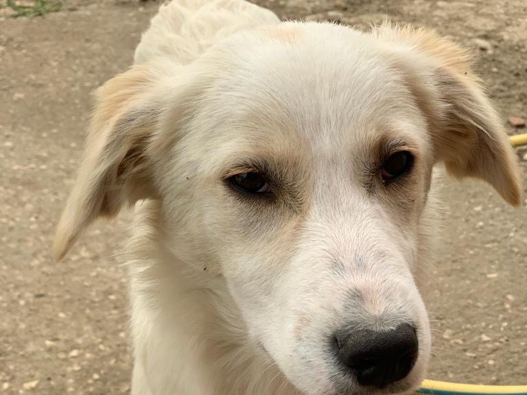 Vuoi adottare un cane a Caltanissetta?