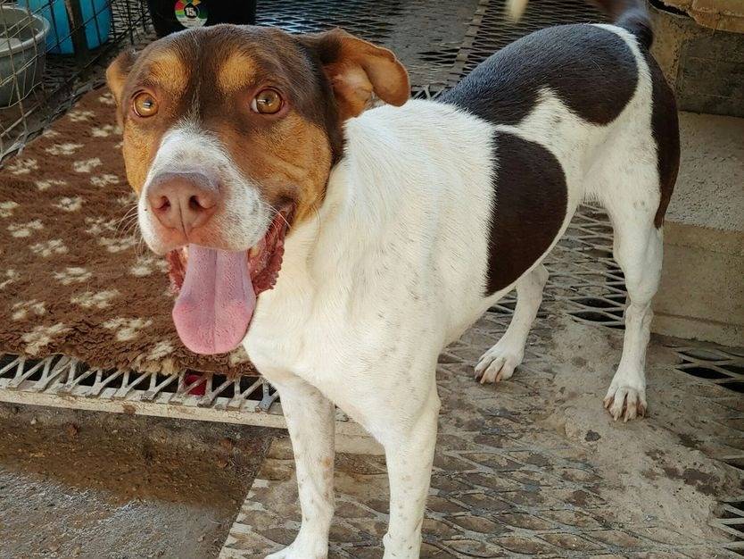 Foto dell'animale