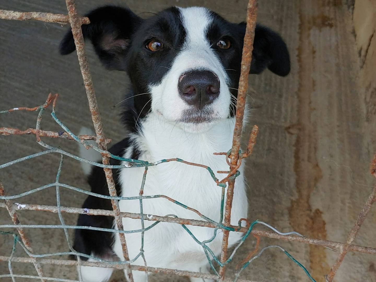 Foto dell'animale