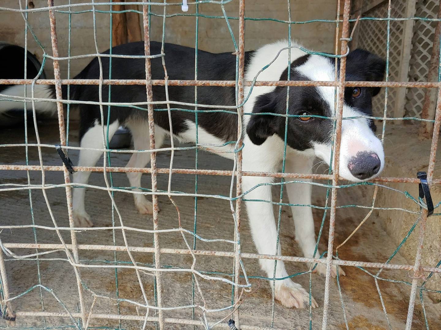 Adotta un cane, taglia media contenuta, femmina, Messina