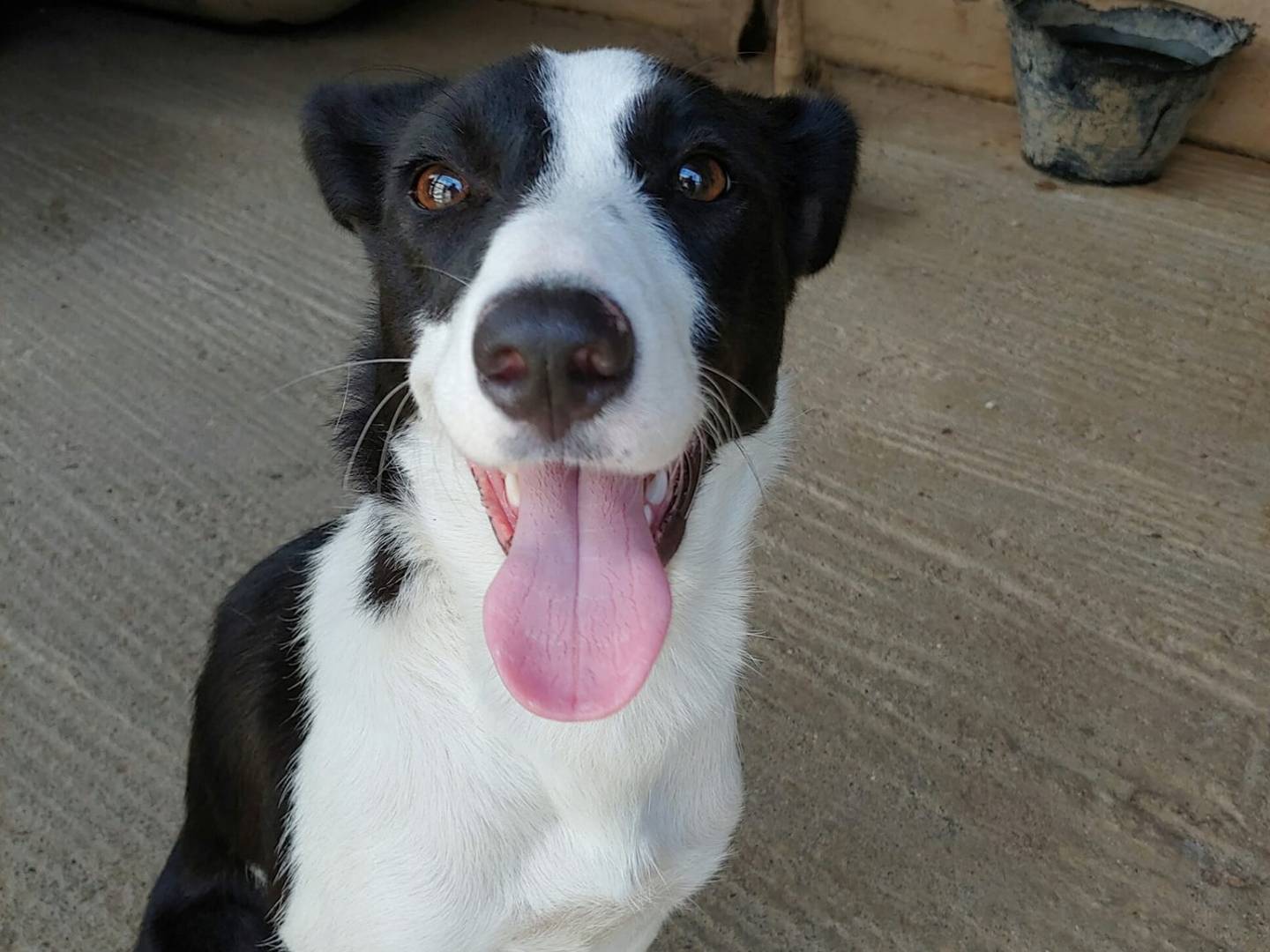 Vuoi adottare un cane a Messina?