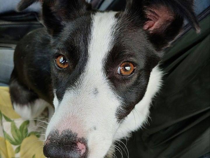 Adotta il cane Dama a Messina