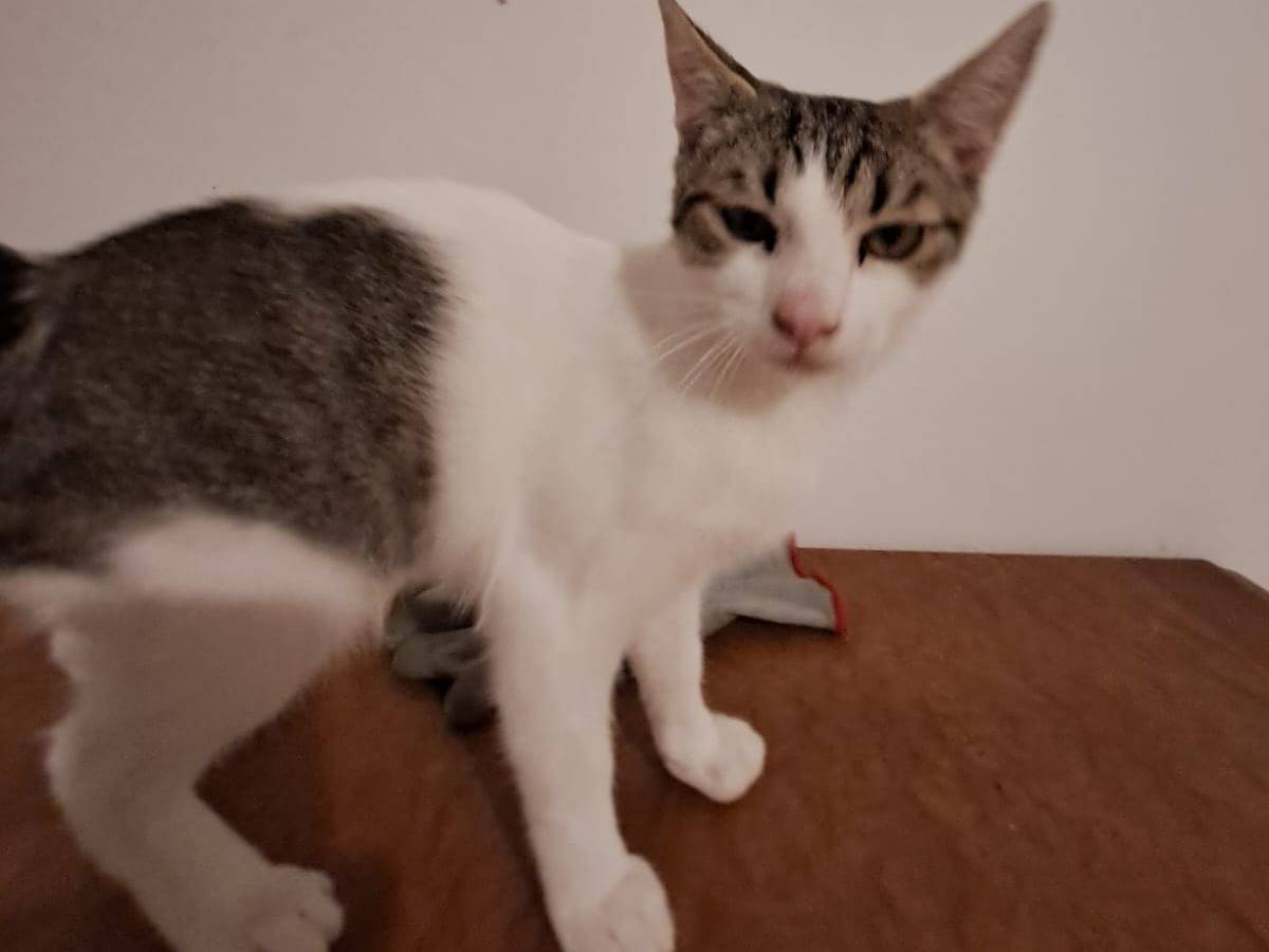 Adozione gatto, maschio, meticcio, 2 anni e 8 mesi, taglia non valida, Chieti