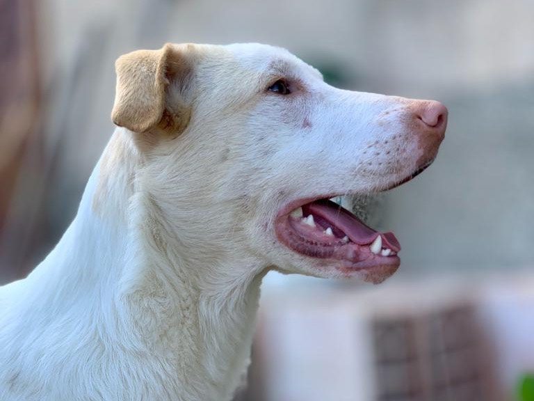 Adotta un cane, maschio, 2 anni  e 4 mesi , Caltanissetta