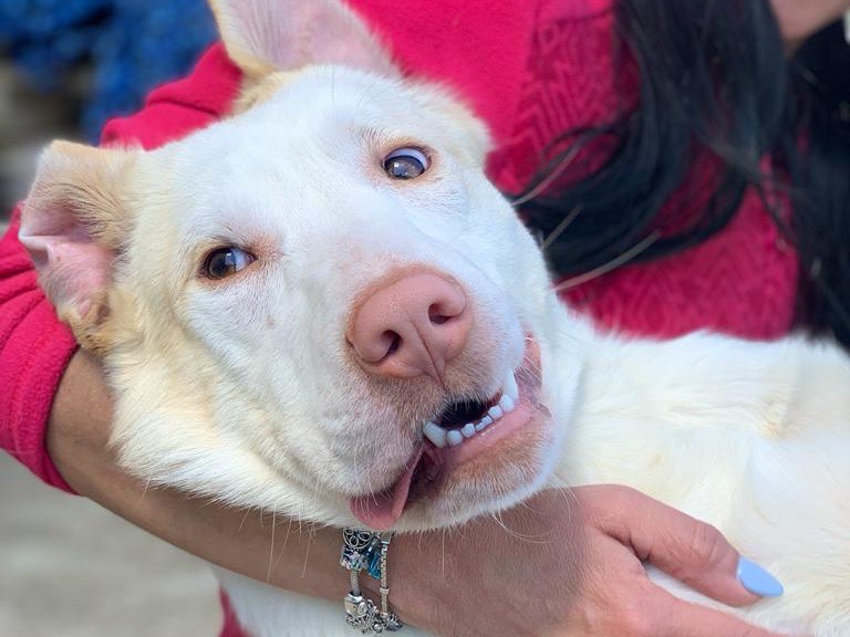 Adotta un cane, taglia media, maschio, Caltanissetta