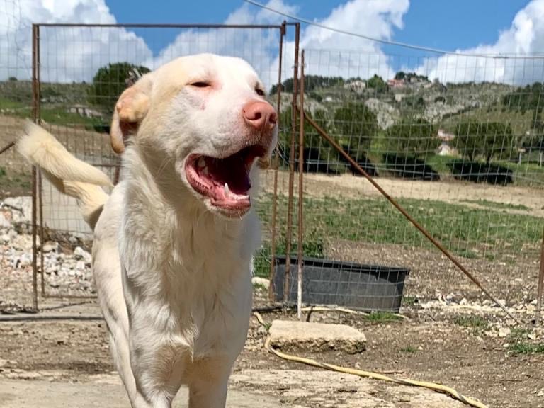 Adotta il cane Lillo a Caltanissetta