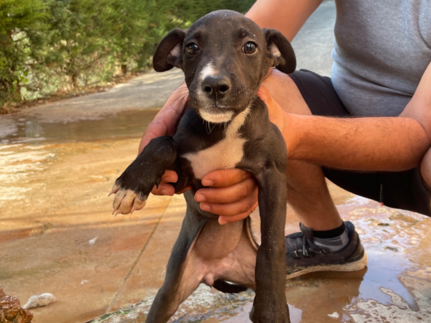 Adozione cane, femmina, meticcio, 2 anni e 8 mesi, taglia media contenuta, Firenze