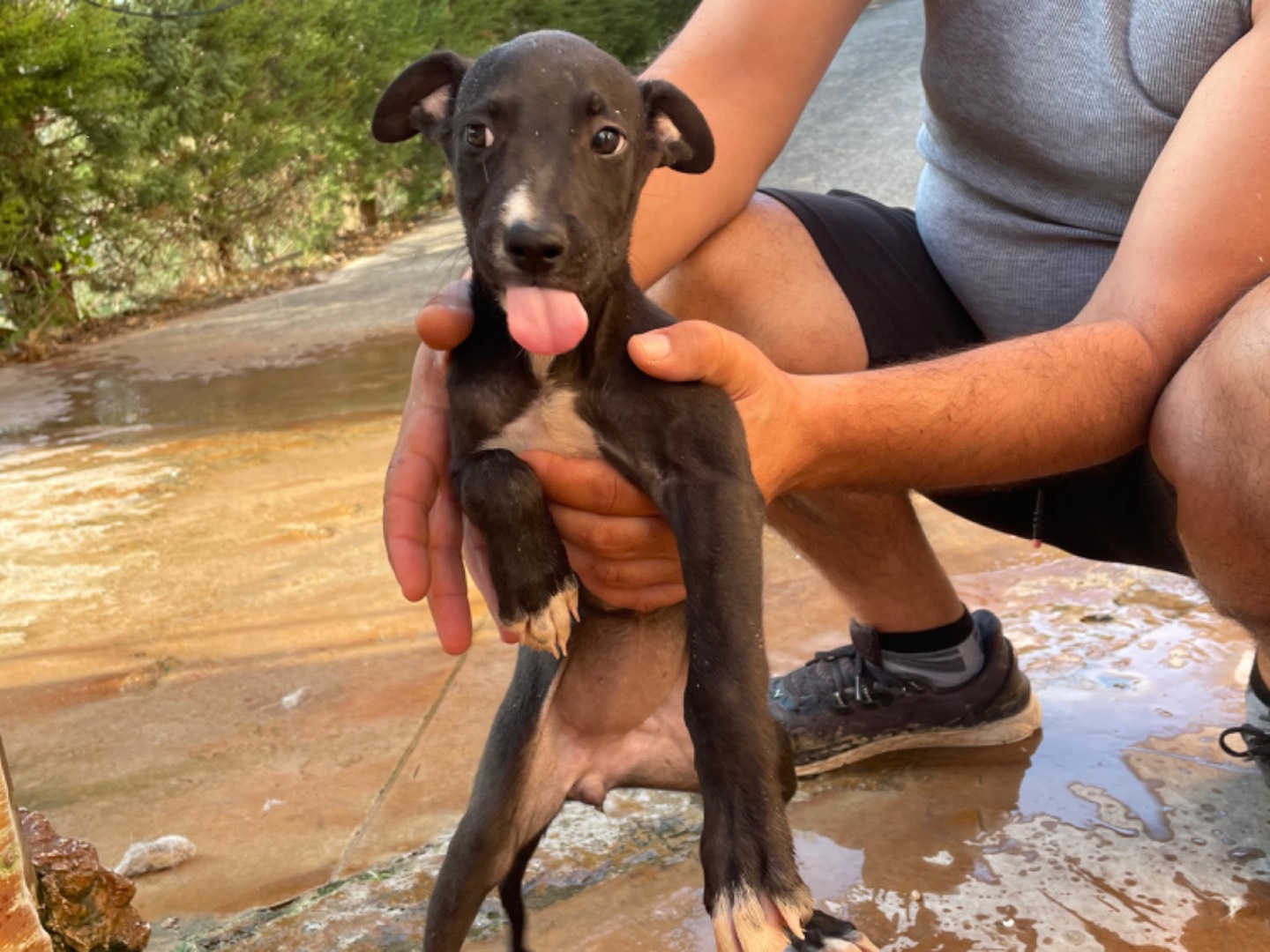 Adotta un cane, femmina, 2 anni e 8 mesi, Firenze