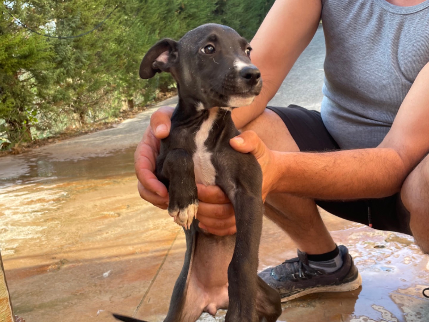 Adotta un cane, taglia media contenuta, femmina, Firenze