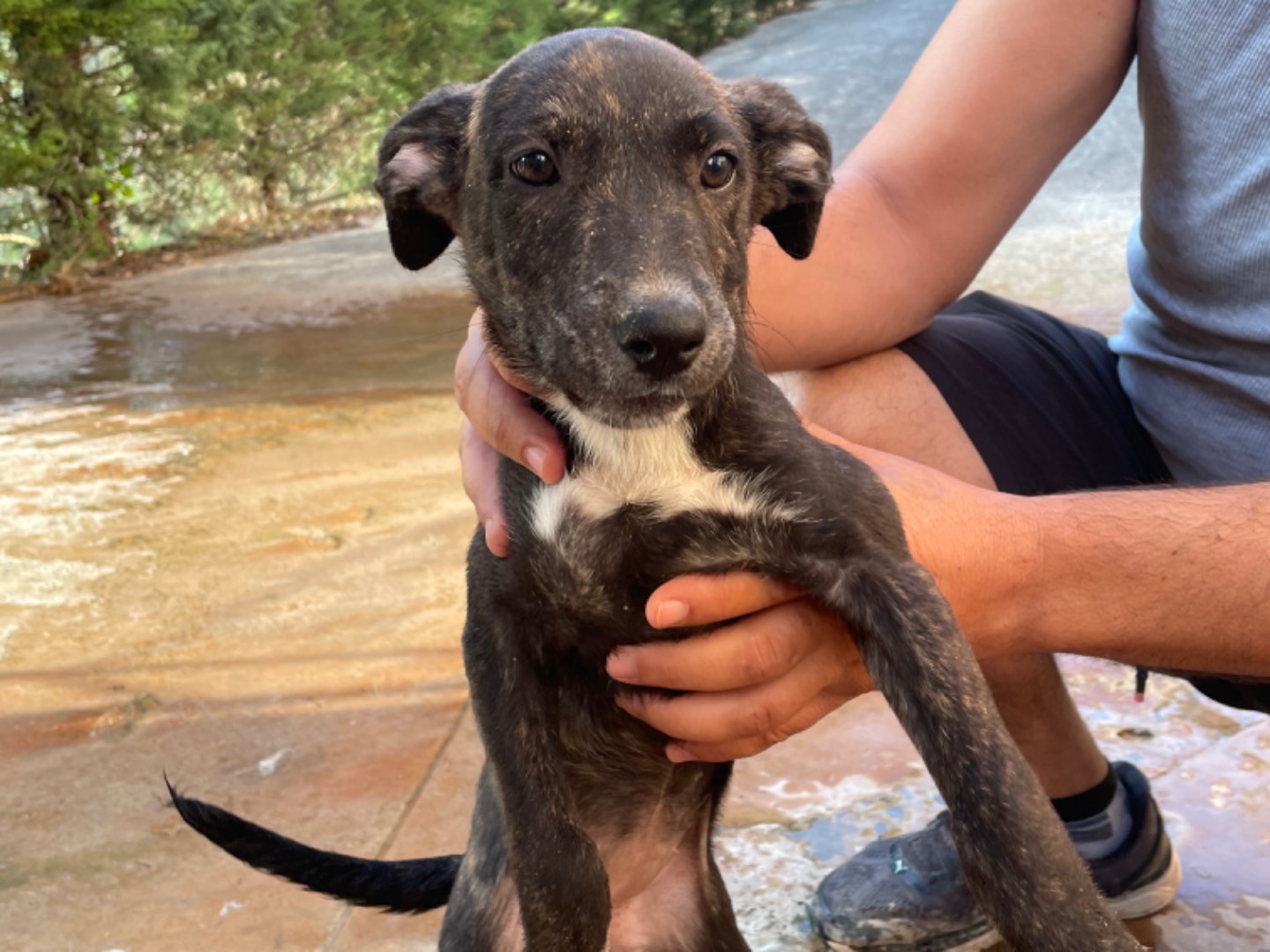 Adotta un cane, femmina, 1 anno e 11 mesi , Bologna