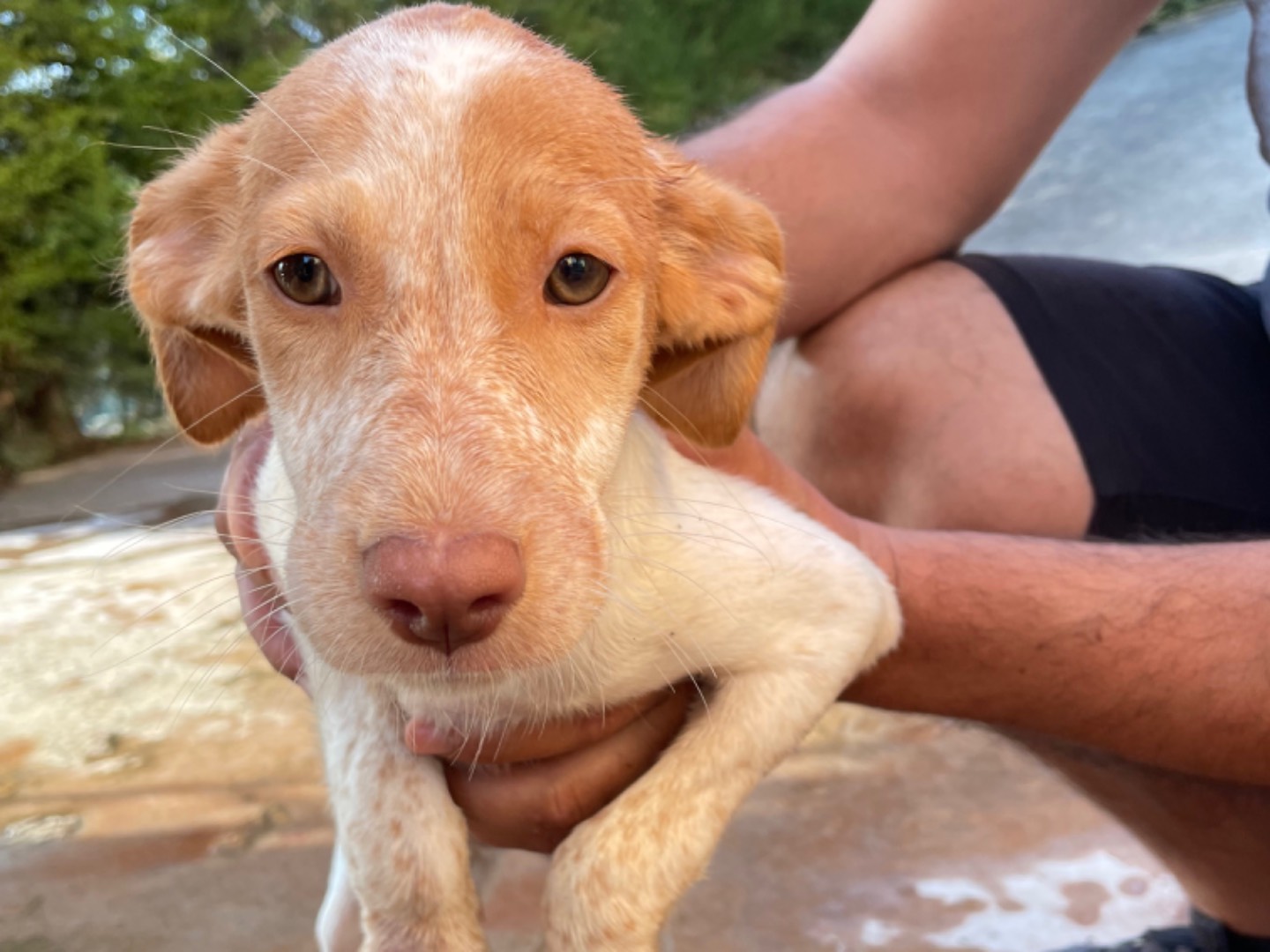 Adozione cane, femmina, meticcio, 2 anni e 8 mesi, taglia media contenuta, Milano