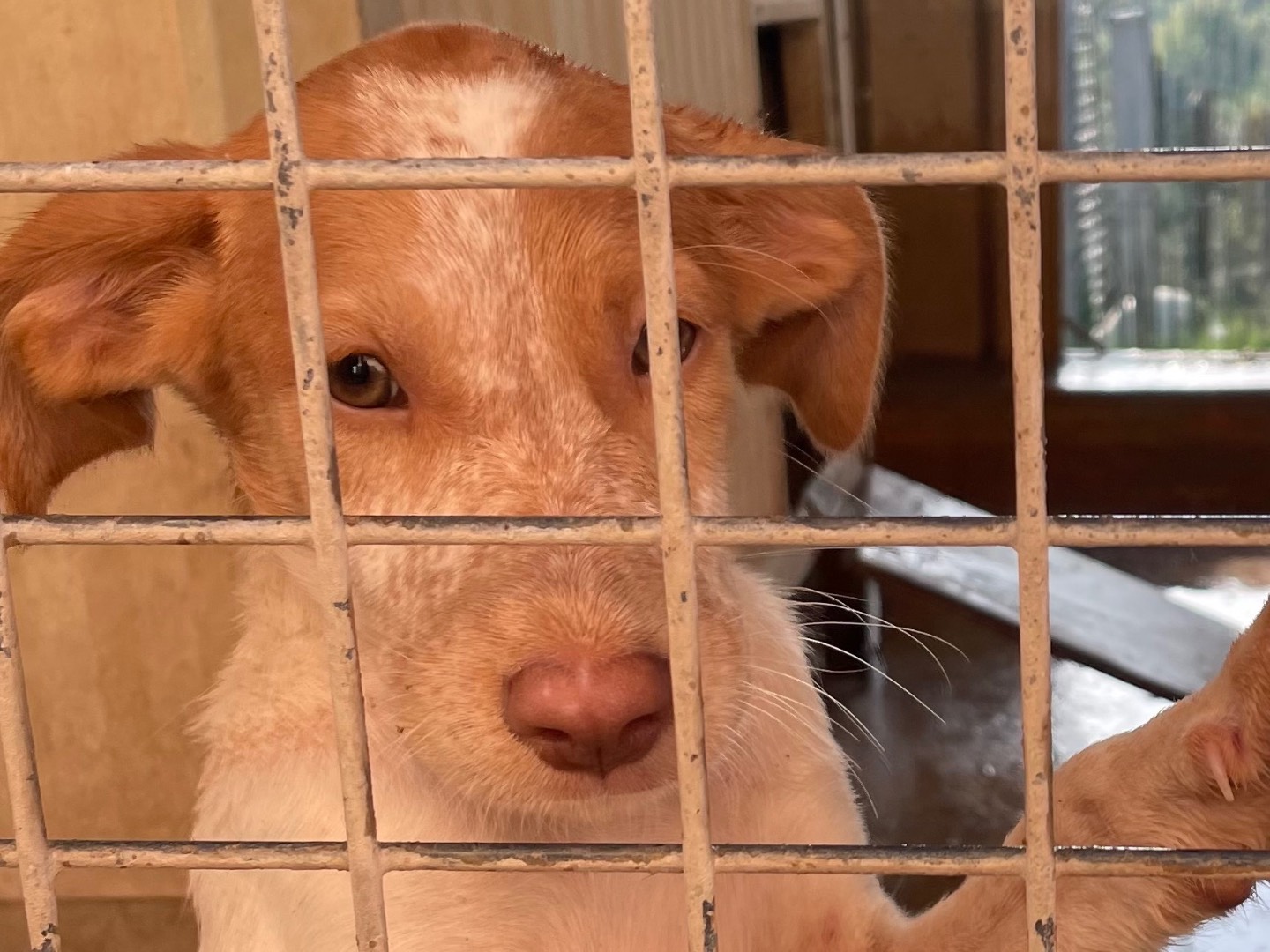 Adotta un cane, taglia media contenuta, femmina, Milano