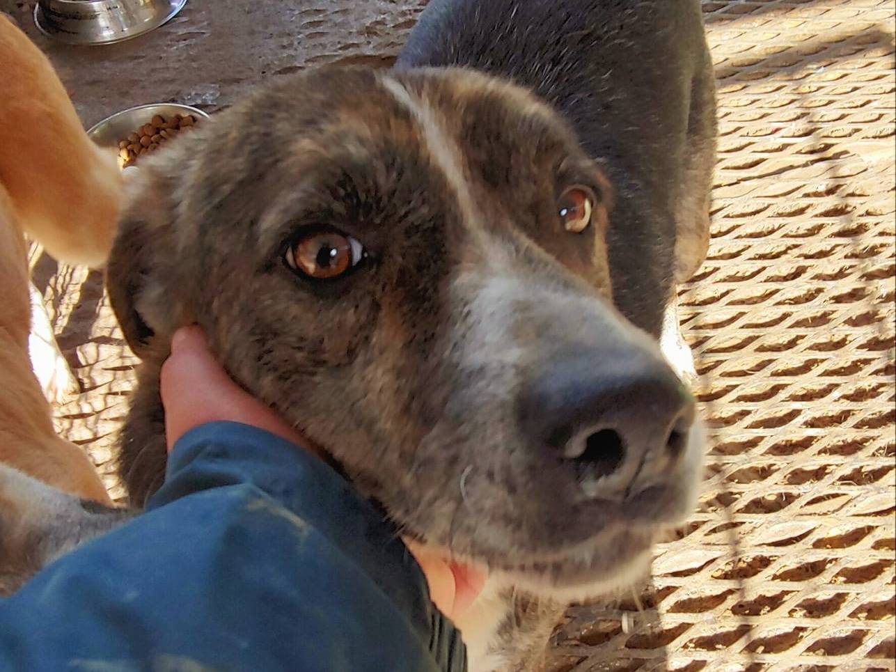 Adotta il cane Penny a Messina